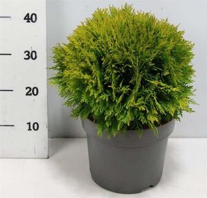 Thuja occ. 'Danica' 30-40 cm cont. 7,5L - afbeelding 6