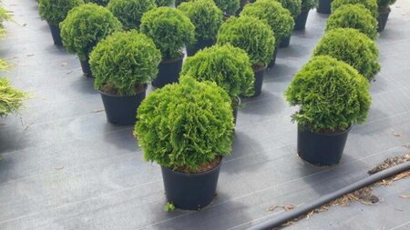 Thuja occ. 'Danica' 30-40 cm cont. 7,5L - afbeelding 1