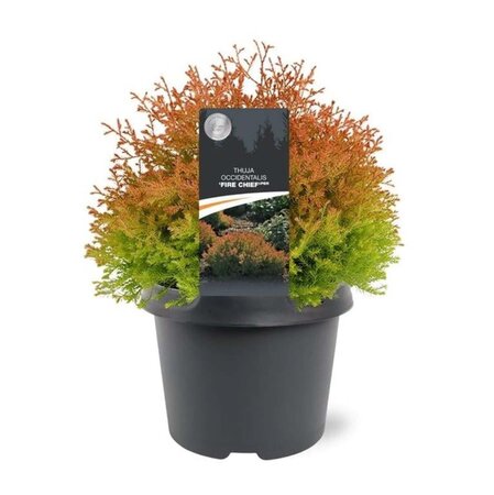 Thuja occ. Fire Chief 25-30 cm cont. 3,0L