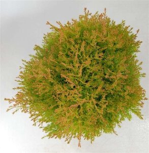 Thuja occ. Fire Chief 40-50 cm cont. 7,5L - afbeelding 5