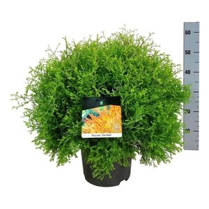 Thuja occ. Fire Chief 40-50 cm cont. 7,5L - afbeelding 1