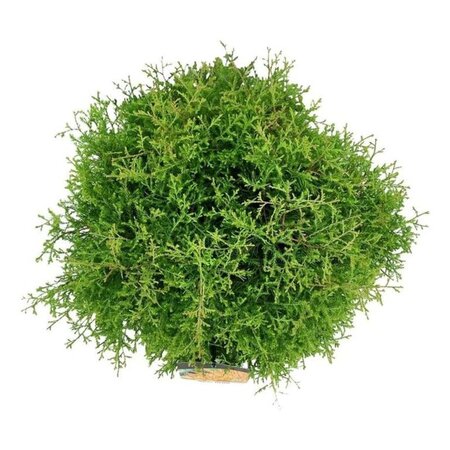 Thuja occ. Fire Chief 40-50 cm cont. 7,5L - afbeelding 2