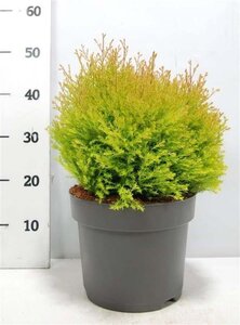 Thuja occ. Fire Chief 40-50 cm cont. 7,5L - afbeelding 6