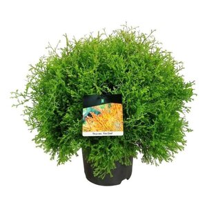 Thuja occ. Fire Chief 40-50 cm cont. 7,5L - afbeelding 3