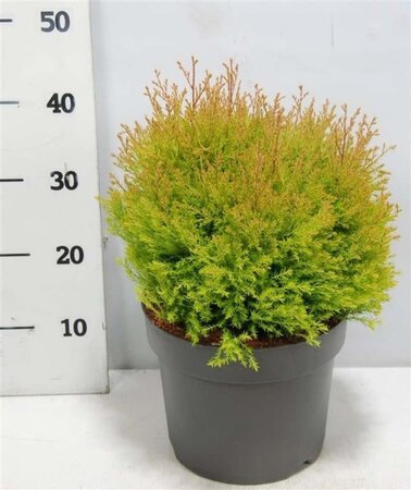 Thuja occ. Fire Chief 40-50 cm cont. 7,5L - afbeelding 7