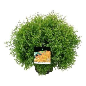 Thuja occ. Fire Chief 40-50 cm cont. 7,5L - afbeelding 4