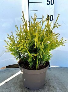 Thuja occ. 'Golden Globe' 20-30 cm cont. 3,0L