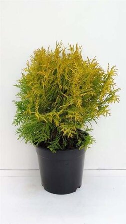 Thuja occ. 'Golden Globe' 25-30 cm cont. 3,5L - afbeelding 1