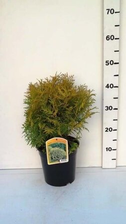 Thuja occ. 'Golden Globe' 25-30 cm cont. 3,5L - afbeelding 2