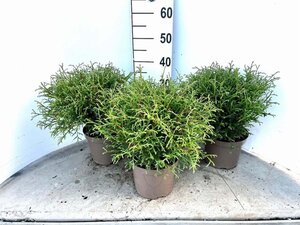 Thuja occ. 'Mr Bowling Ball' 20-30 cm cont. 3,0L - afbeelding 3