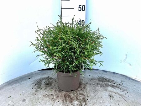 Thuja occ. 'Mr Bowling Ball' 20-30 cm cont. 3,0L - afbeelding 1