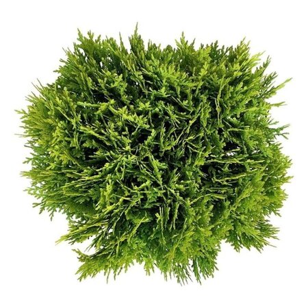 Thuja occ. 'Mirjam' 30-40 cm cont. 7,5L - afbeelding 1