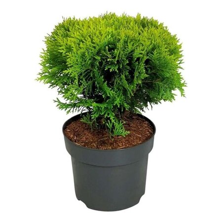 Thuja occ. 'Mirjam' 30-40 cm cont. 7,5L - afbeelding 2