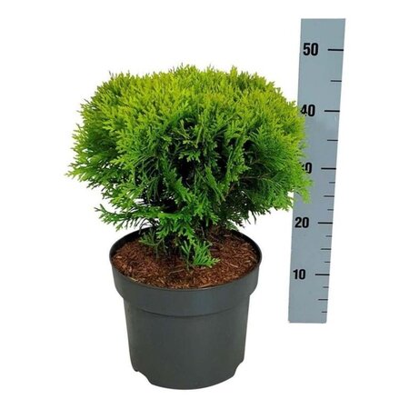 Thuja occ. 'Mirjam' 30-40 cm cont. 7,5L - afbeelding 3