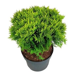 Thuja occ. 'Mirjam' 30-40 cm cont. 7,5L - afbeelding 4