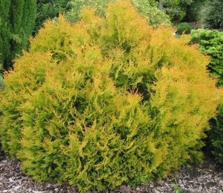 Thuja occ. 'Rheingold' 25-30 cm cont. 3,0L - afbeelding 1