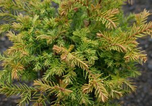 Thuja occ. 'Rheingold' 25-30 cm cont. 3,0L - afbeelding 2