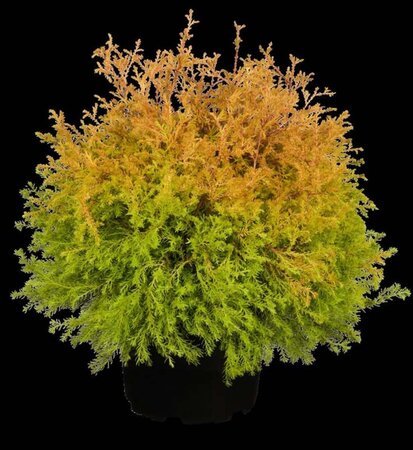 Thuja occ. 'Rheingold' 25-30 cm cont. 3,0L - afbeelding 3