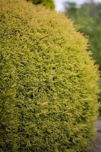 Thuja occ. 'Rheingold' 25-30 cm cont. 3,0L - afbeelding 5