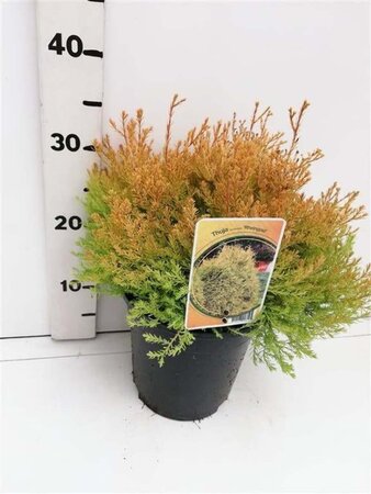 Thuja occ. 'Rheingold' 25-30 cm cont. 3,5L