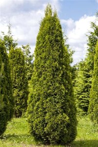 Thuja occ. 'Smaragd' 100-125 cm cont. 5,0L - afbeelding 1