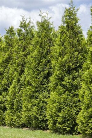 Thuja occ. 'Smaragd' 100-125 cm cont. 5,0L - afbeelding 2