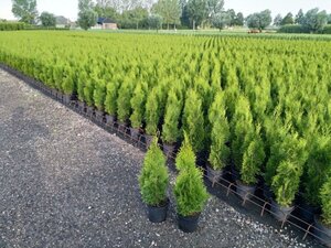 Thuja occ. 'Smaragd' 60-80 cm cont. 3,0L - afbeelding 5