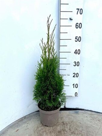 Thuja occ. 'Smaragd' 60-80 cm cont. 3,0L - afbeelding 10