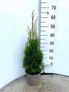 Thuja occ. 'Smaragd' 60-80 cm cont. 3,0L - afbeelding 10