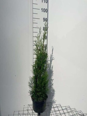 Thuja occ. 'Smaragd' 60-80 cm cont. 3,0L - afbeelding 6