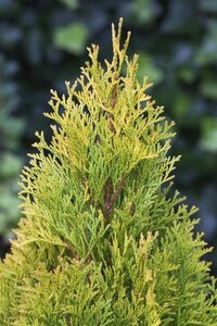 Thuja occ. 'Smaragd' 60-80 cm cont. 3,0L - afbeelding 8