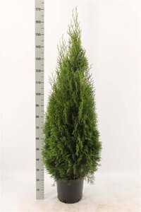 Thuja occ. 'Smaragd' 60-80 cm cont. 3,0L - afbeelding 4