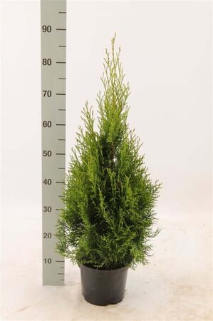 Thuja occ. 'Smaragd' 60-80 cm cont. 3,0L - afbeelding 3