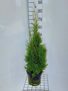 Thuja occ. 'Smaragd' 60-80 cm cont. 4,0L - afbeelding 4