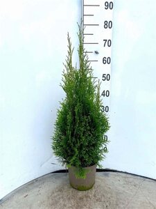 Thuja occ. 'Smaragd' 60-80 cm cont. 4,0L - afbeelding 6