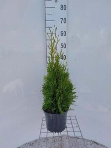 Thuja occ. 'Smaragd' 60-80 cm cont. 4,0L - afbeelding 5