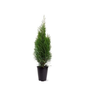 Thuja occ. 'Smaragd' 60-80 cm cont. 4,0L - afbeelding 7