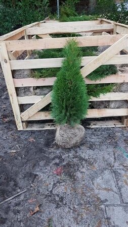 Thuja occ. 'Smaragd' 60-80 cm met kluit - afbeelding 6