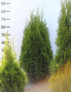 Thuja occ. 'Smaragd' 60-80 cm met kluit - afbeelding 5