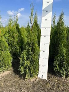 Thuja occ. 'Smaragd' 60-80 cm met kluit - afbeelding 7