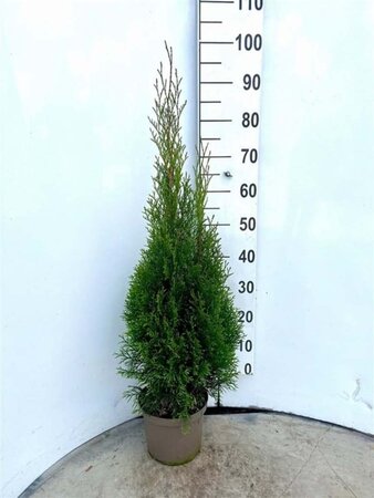 Thuja occ. 'Smaragd' 80-100 cm cont. 4,0L - afbeelding 5