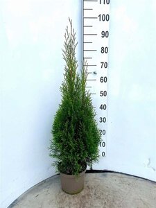 Thuja occ. 'Smaragd' 80-100 cm cont. 4,0L - afbeelding 5