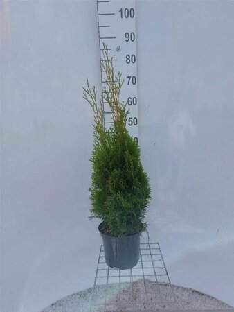 Thuja occ. 'Smaragd' 80-100 cm cont. 4,0L - afbeelding 4