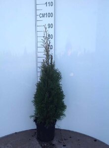 Thuja occ. 'Smaragd' 80-100 cm cont. 4,0L - afbeelding 6