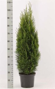 Thuja occ. 'Smaragd' 80-100 cm cont. 5,0L - afbeelding 6