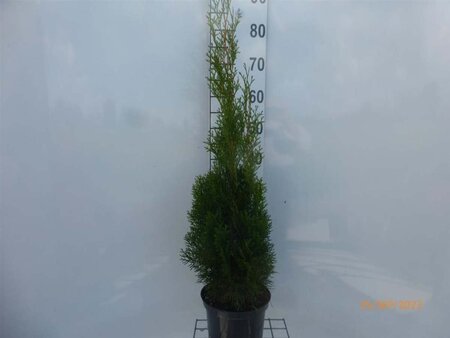 Thuja occ. 'Smaragd' 80-100 cm cont. 5,0L - afbeelding 5