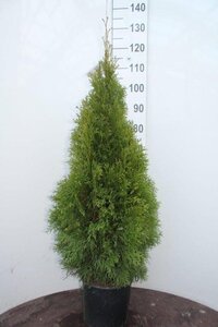 Thuja occ. 'Smaragd' 80-100 cm cont. 5,0L - afbeelding 7