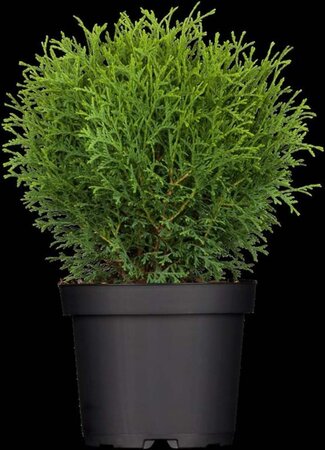 Thuja occ. 'Tiny Tim' 30-40 cm cont. 5,0L - afbeelding 1