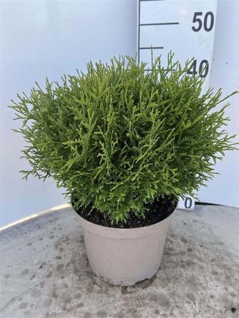 Thuja occ. 'Tiny Tim' 30-40 cm cont. 5,0L - afbeelding 6