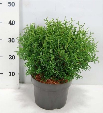 Thuja occ. 'Tiny Tim' 30-40 cm cont. 5,0L - afbeelding 3